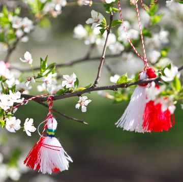 bulgarian traditional custom spring sign martenitsa on blossom tree branch