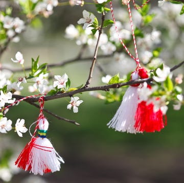 bulgarian traditional custom spring sign martenitsa on blossom tree branch