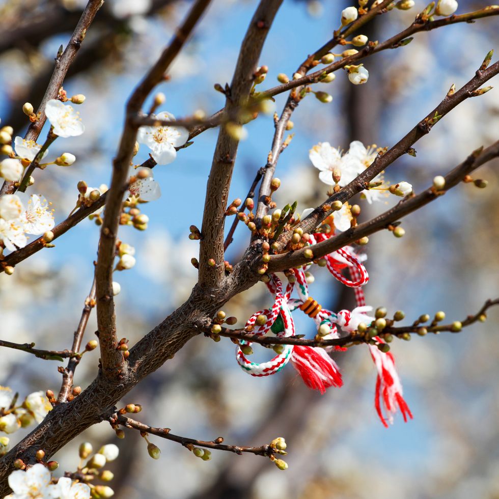 martenitsi are worn from baba marta day until the wearer first sees a stork, swallow, or blossoming tree