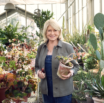 martha stewart standing in a greenhouse with plants