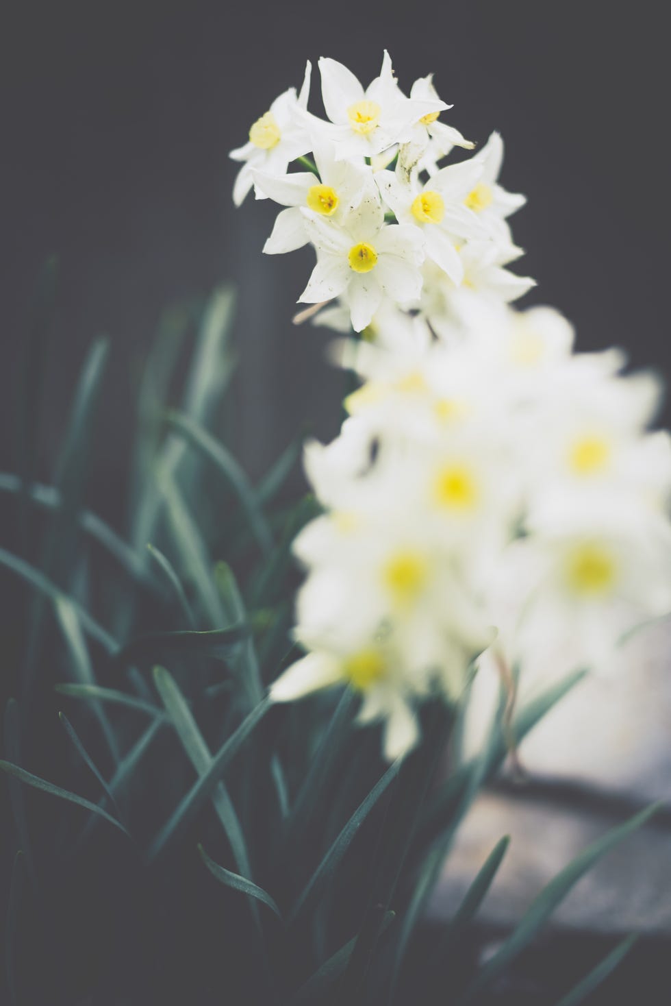 Flower, Flowering plant, White, Plant, Petal, Spring, Narcissus, Amaryllis family, Wildflower, Dendrobium, 