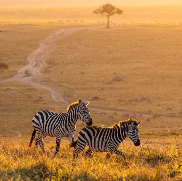 masai mara, kenya