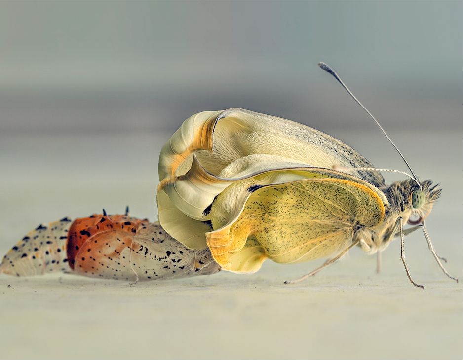 Winnaar National Geographic Fotowedstrijd 2017  De geboorte van een vlinder