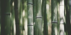 maschere bamboo sostenibilità