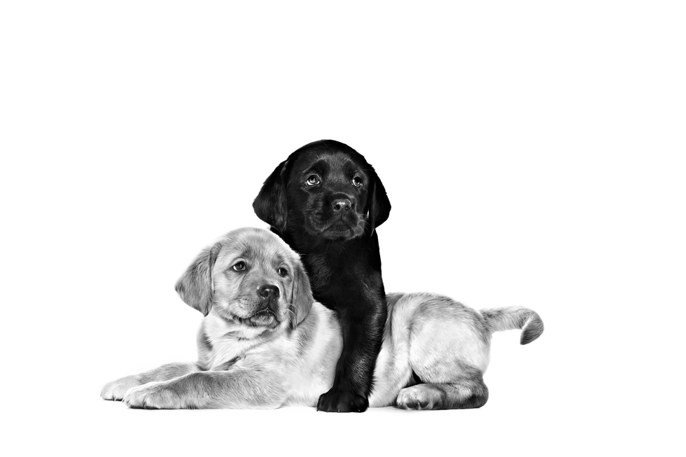 perros royal canin