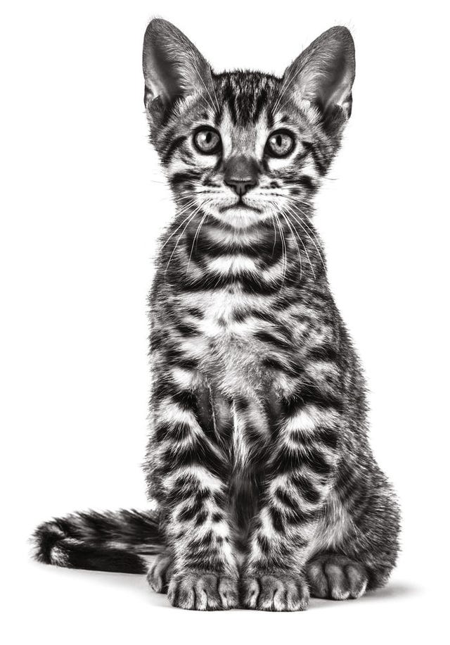gato royal canin