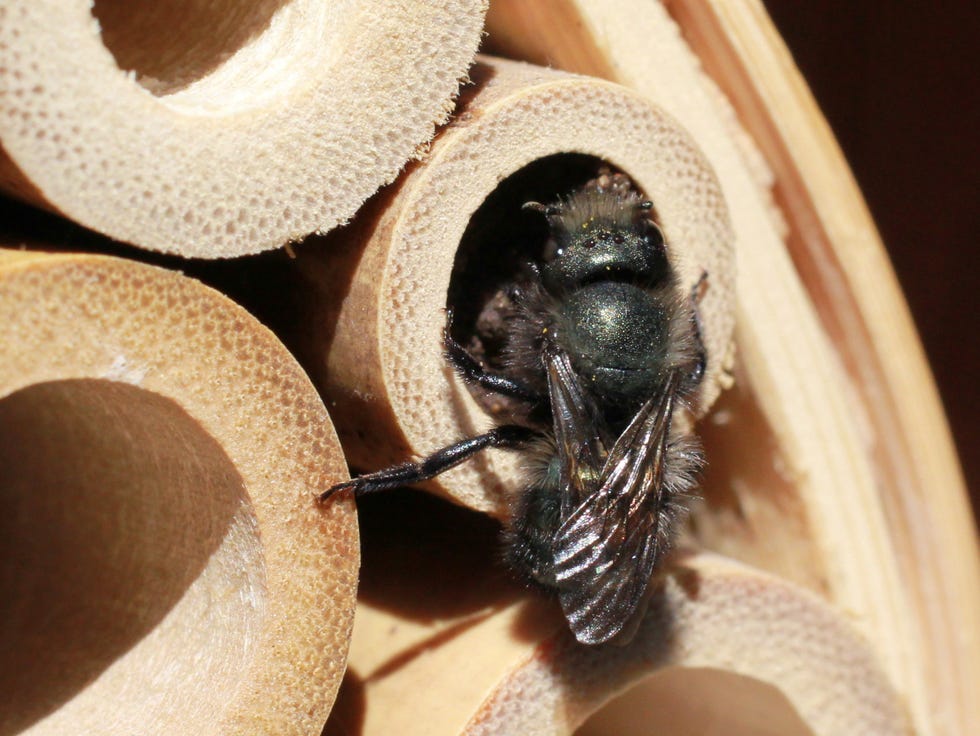 mason bee finishing a nest in a bamboo tube