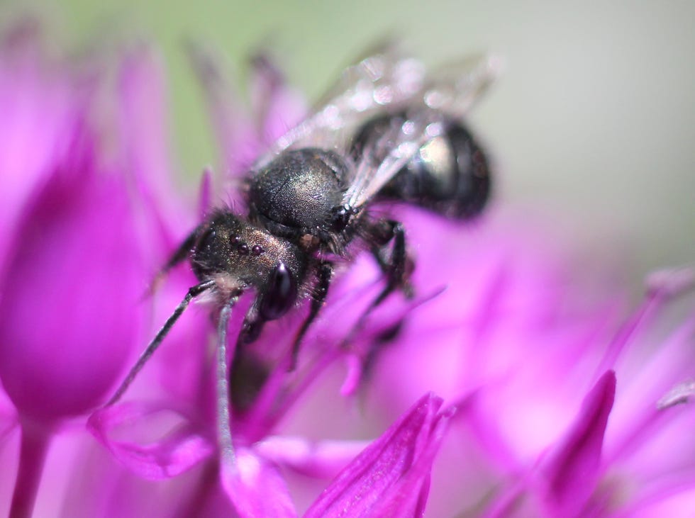 mason bee on allium