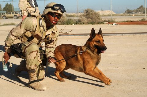 U.S. Navy Police Dogs And Their Handlers Deployed To Kuwait