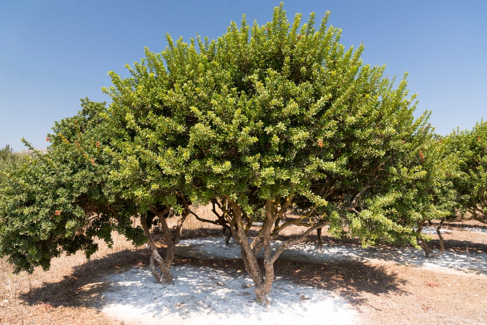 mastiekboom op chios in griekenland