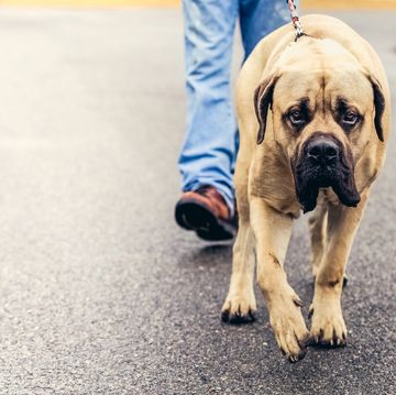a person walking an english mastiff dog outdoors only persons legs are visible dog is walking on asphalt toward the camera