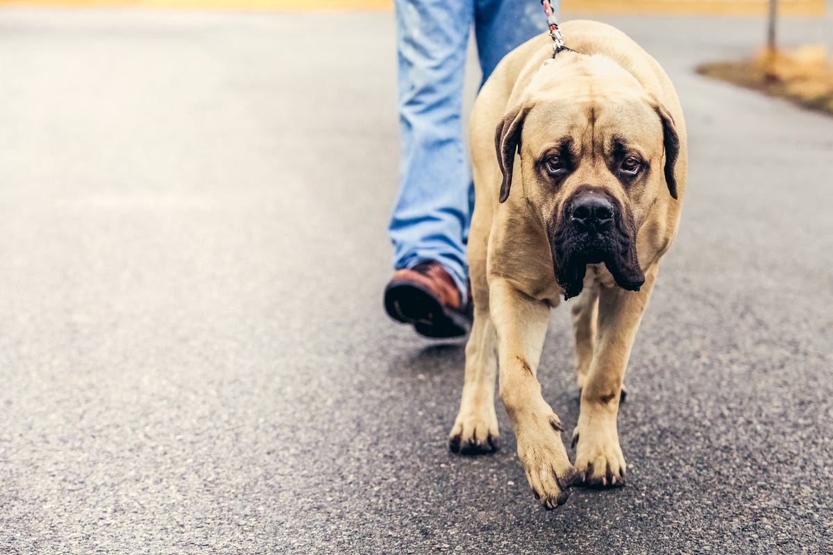 12 Best Mastiff Breeds to Consider Adopting
