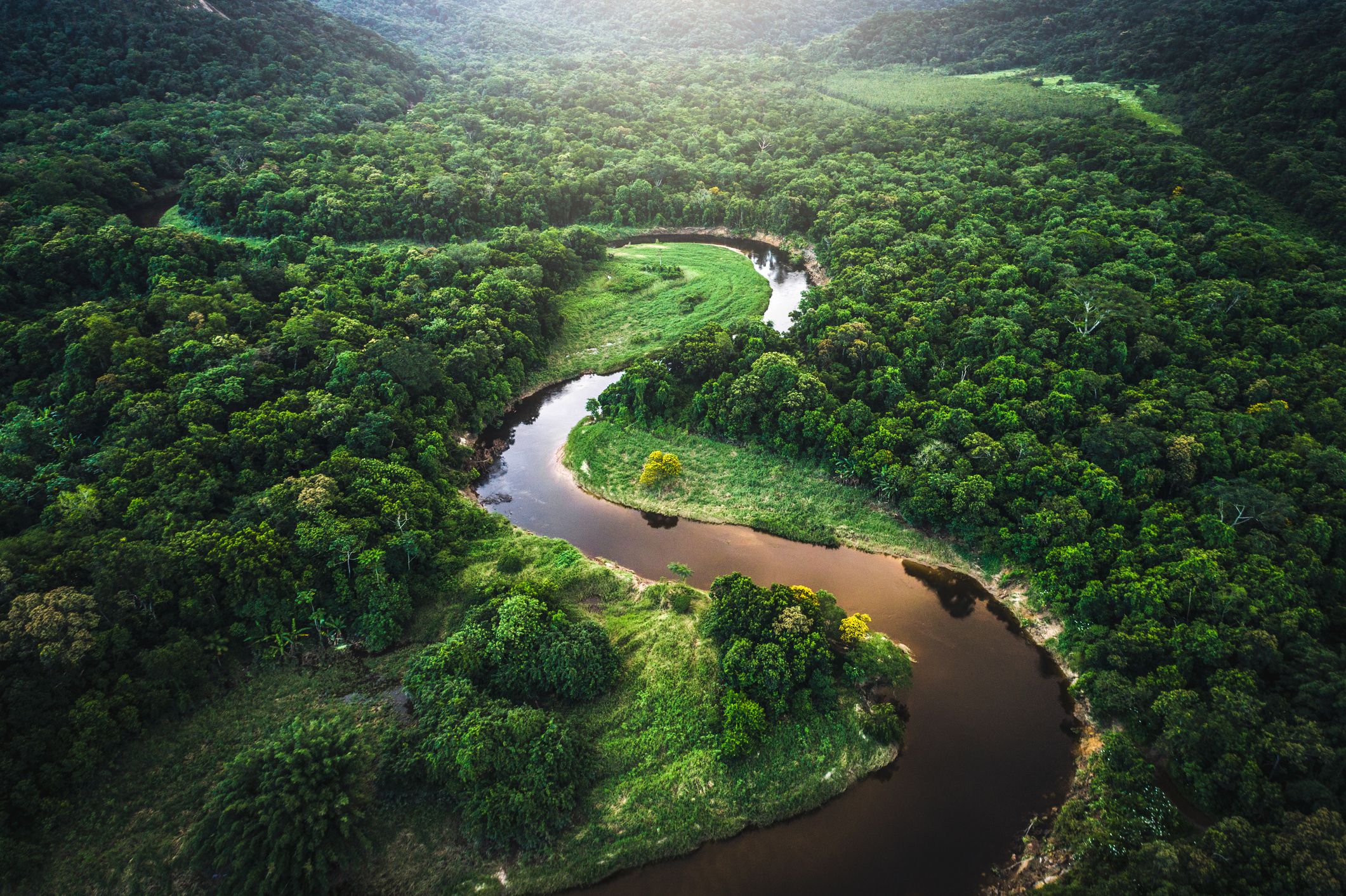 amazon river water plants