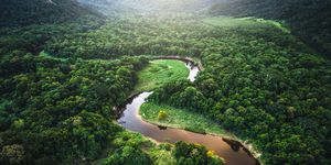 mata atlantica atlantic forest in brazil