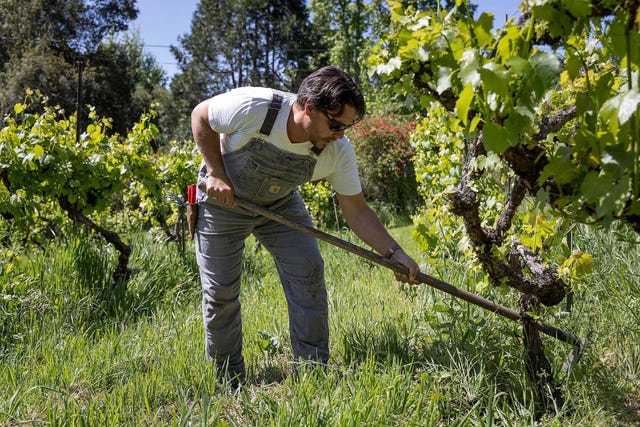 winemaker matthew niess, of north american press, farming a vineyard in sebastopol with baco noir, a type of hybrid grapevine