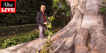 alta live the architecture of los angeles trees with matthew wells