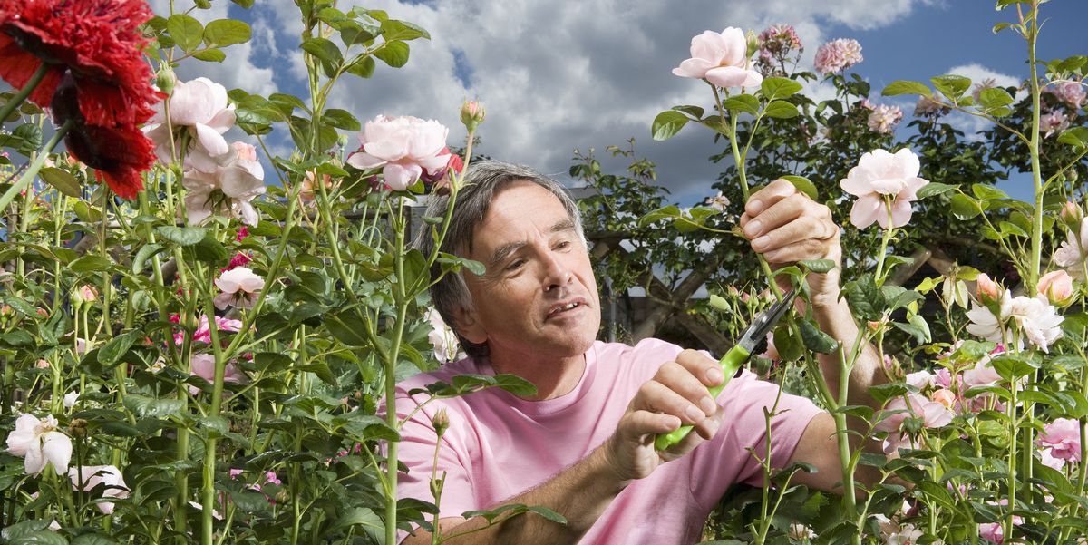 Mature man cutting rose in garden.