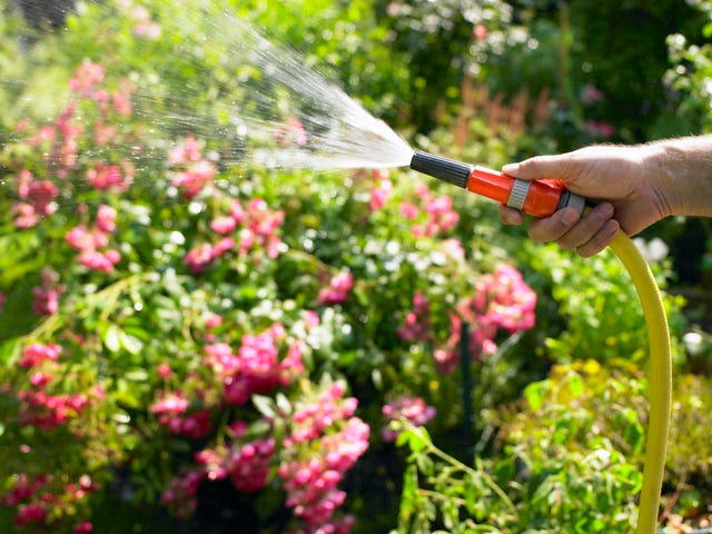 Here's How to Be Water-Wise in The Garden During a Heatwave