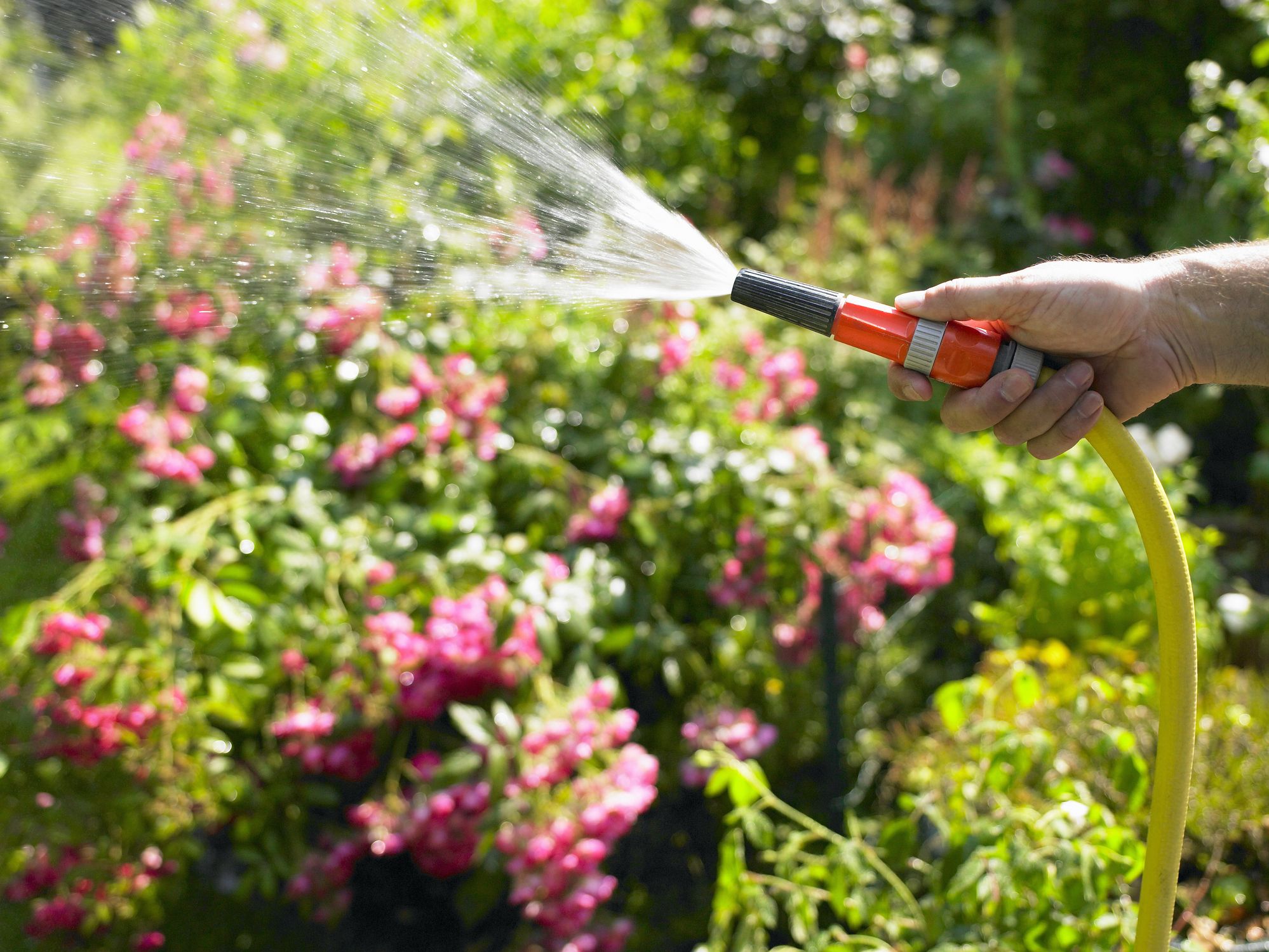 Image of Man watering hydrangea tree with hose