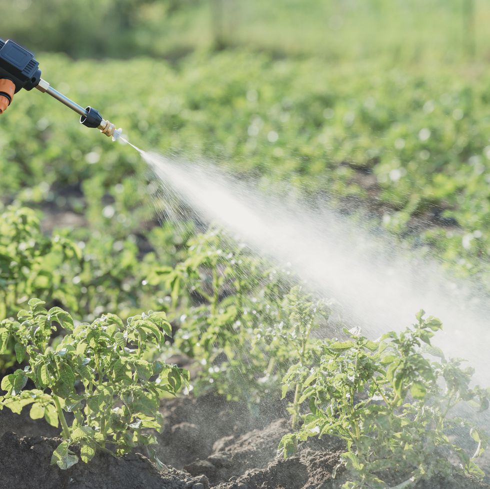 mature man's hand spraying chemical on crops at field