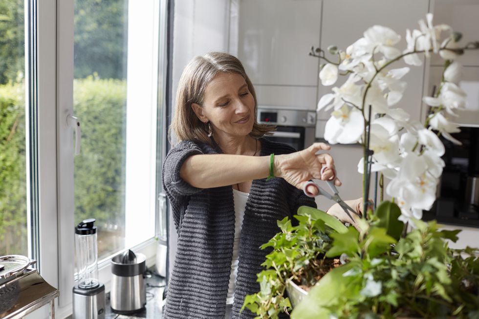 mature woman pruning an orchid at home
