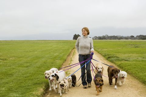 jobs for retirees - dog walker