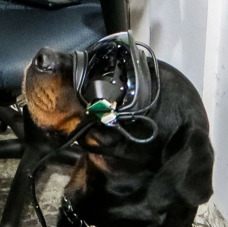 Cairo  Fi Smart Dog Collar