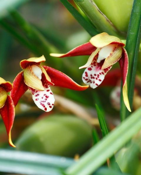 red and yellow maxillaria coconut orchids