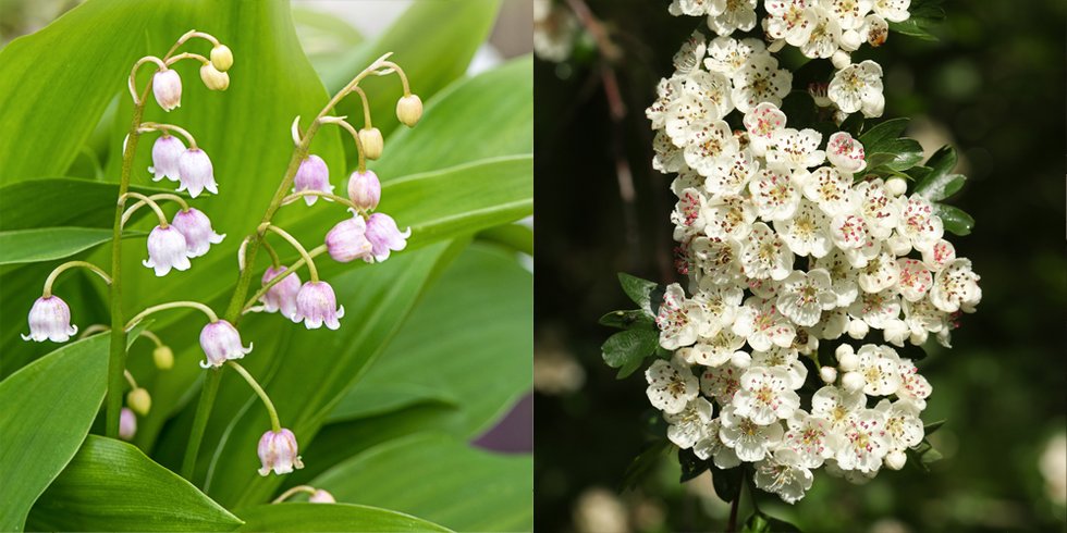 may lily of the valley and hawthorn
