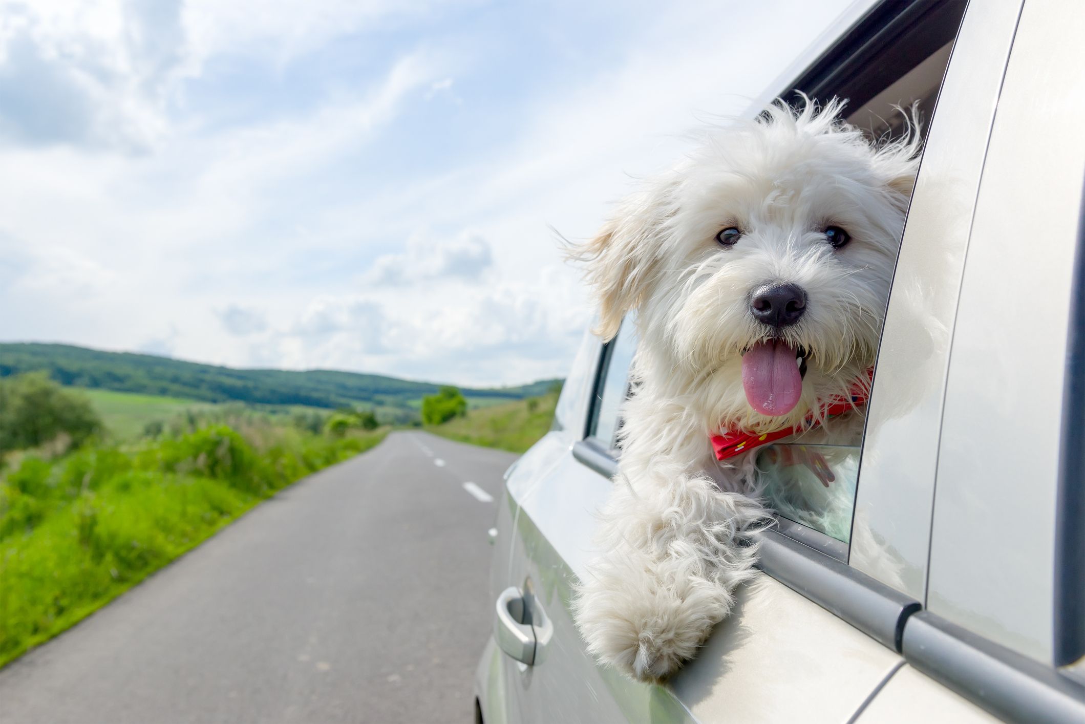 how dogs improve your mood