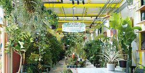Green, Building, Botany, Real estate, Plant, Architecture, Garden, Greenhouse, Houseplant, Tree, 