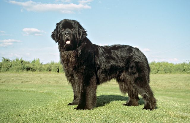 Dog, Mammal, Vertebrate, Dog breed, Canidae, Carnivore, Sporting Group, Newfoundland, Giant dog breed, Spaniel, 