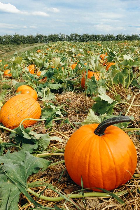 mccalls pumpkin patch - pumpkin farms near me
