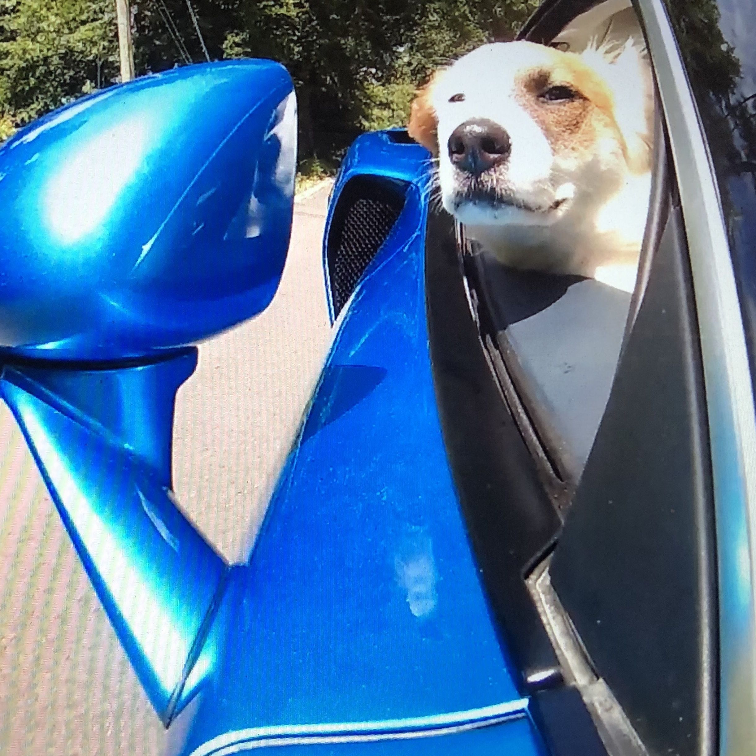 Florida May Ban Dogs Sticking Heads out of Car Windows