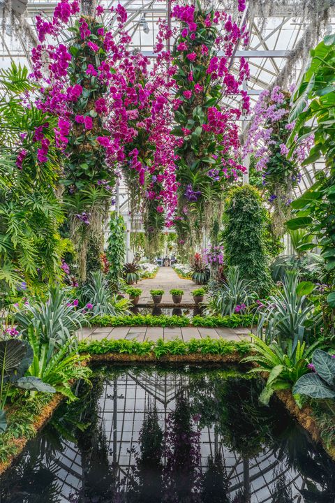 new york botanical garden's orchid show