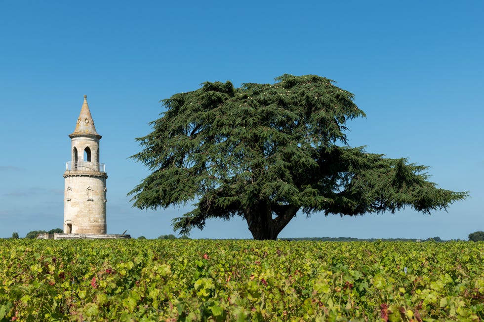 old castle tower in the middle of the vineyards in the medoc