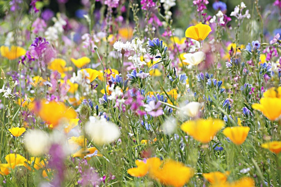 meadow with wildflowers