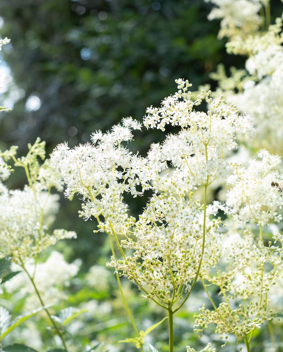 close up of creamy white meadowsweet in nature