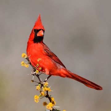 male cardinal on a branch with yellow flowers