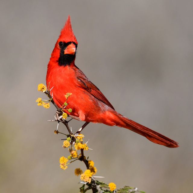 male cardinal on a branch with yellow flowers