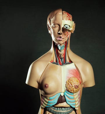 medical anatomical female torso figure