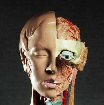 Medical anatomical female torso figure medical anatomical female torso figure