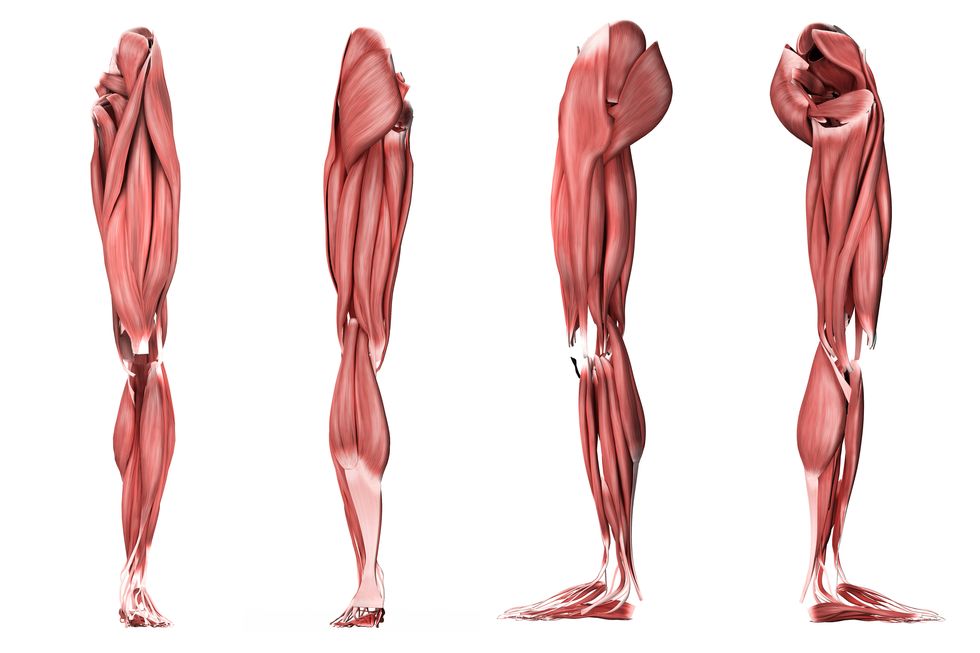 medical illustration of human leg muscles, four side views