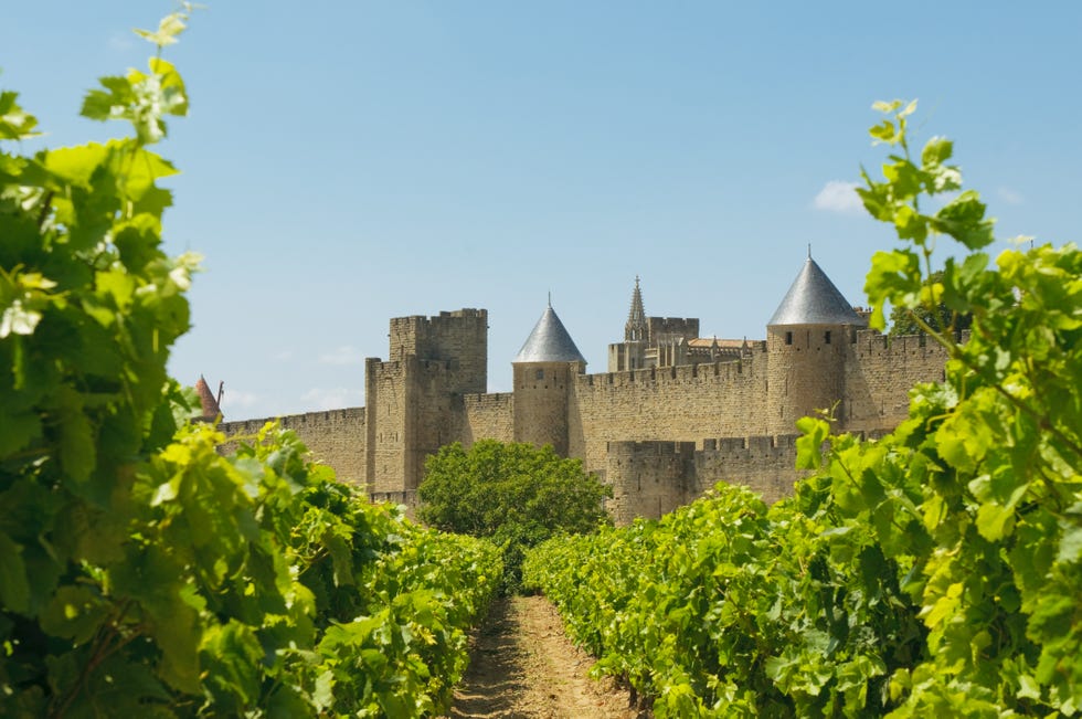 French vineyard