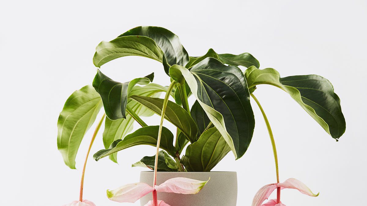 Plantas decorativas: 10 especies para embellecer tu hogar