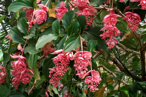 medinilla