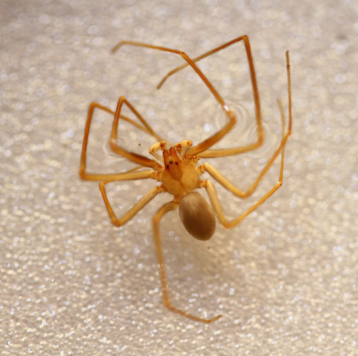 Are Brown Recluses Making a Home In Your Barn? - Mid-Rivers Equine Centre