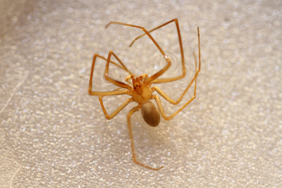 Concerns surrounding brown recluse spiders in Michigan grow following  another bite