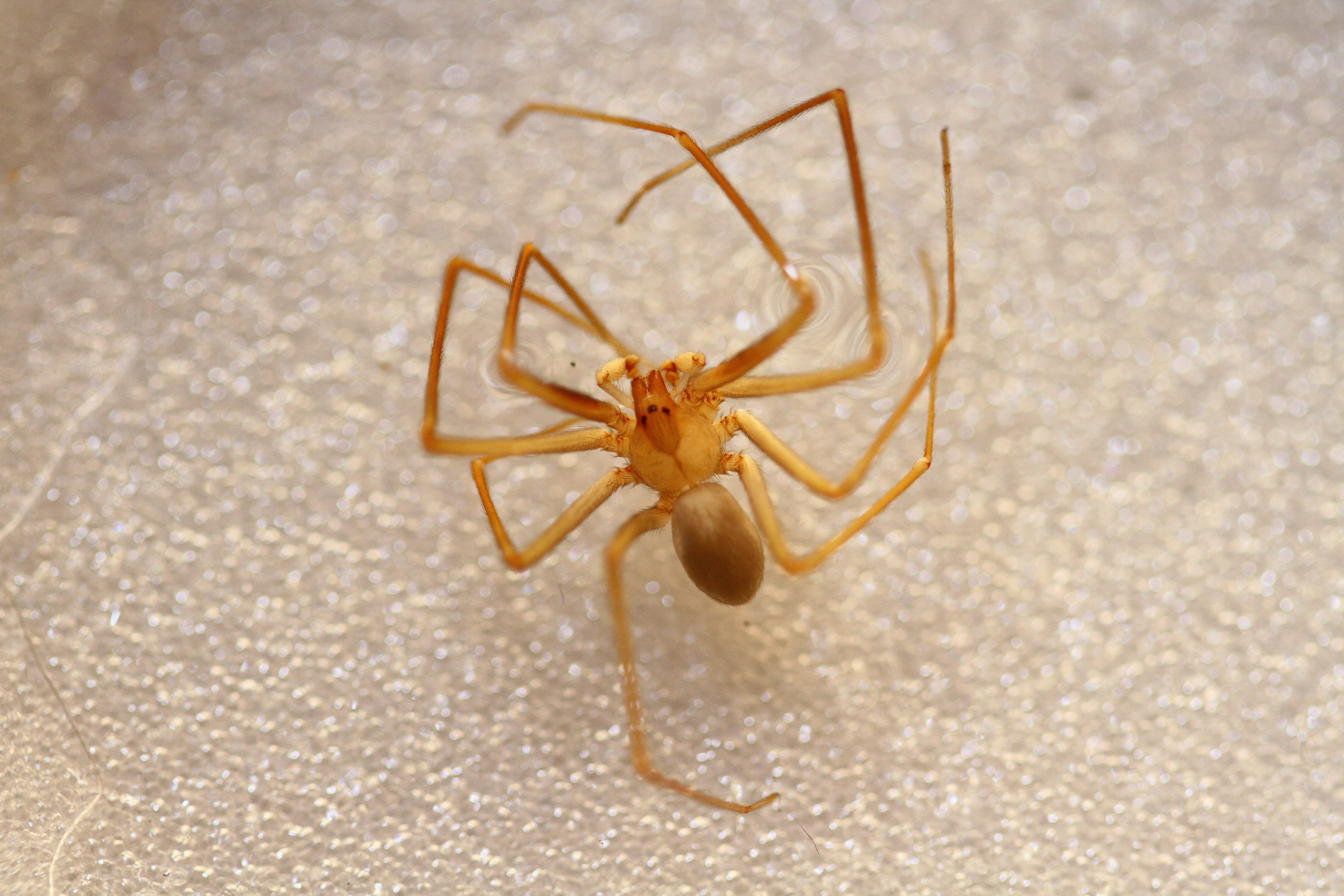 juvenile brown recluse