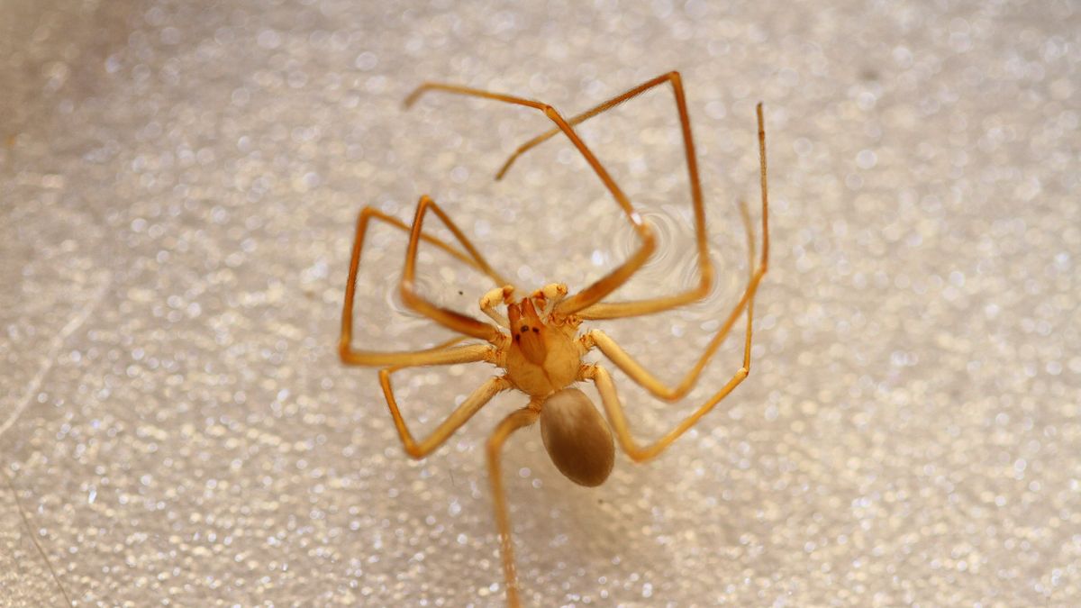 preview for Brown Recluse Spiders Were Found In Michigan